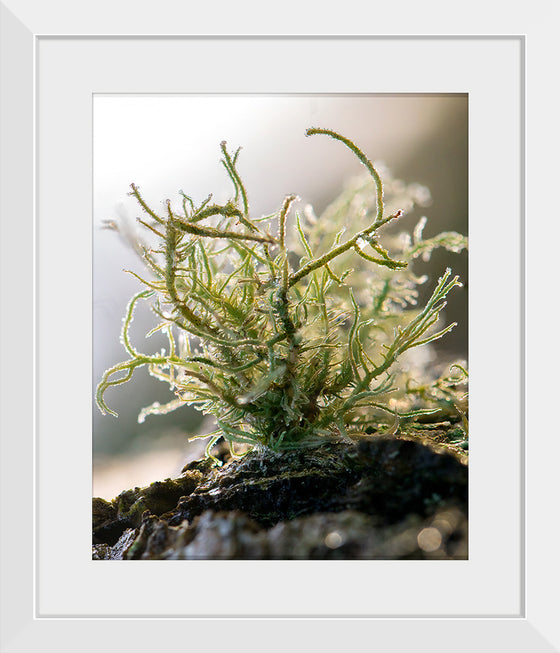 "Lichen V"