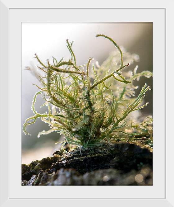 "Lichen V"