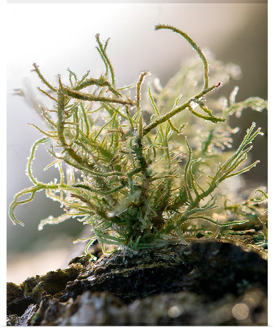 "Lichen V"