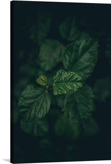  “Top View of Fresh Green Leaves” by Pramod Tiwari invites you to explore the delicate intricacies of nature. From a bird’s-eye perspective, lush green leaves unfold like an exquisite tapestry against a mysterious, dark canvas. Each leaf, with its intricate veins and vibrant hues, tells a story of resilience and growth. 