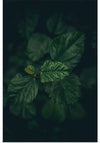 "Top View of Fresh Green Leaves", Pramod Tiwari