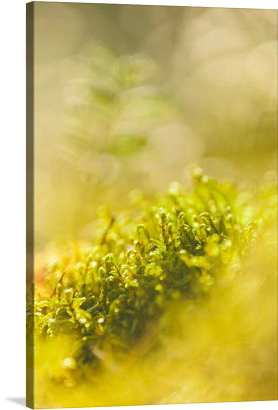 This stunning close-up photograph of grass captures the beauty and simplicity of this ubiquitous plant. The grass is shown in all its verdant glory, with its delicate veins, vibrant green color, and intricate textures.