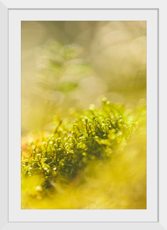 "Close Up of Grass", Joni Tuohimaa
