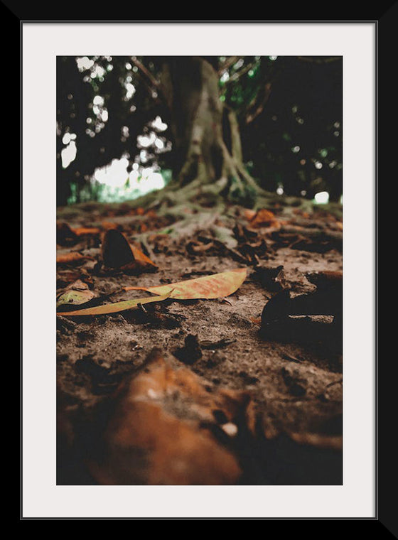 "Brown Dried Leaves on the Ground"