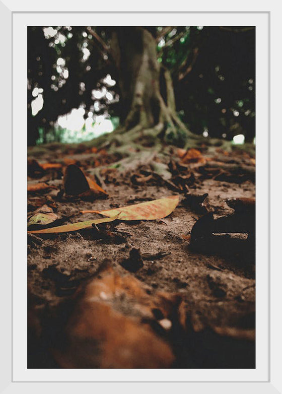 "Brown Dried Leaves on the Ground"