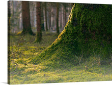  This exquisite print captures a tranquil moment within a lush forest, inviting viewers to immerse themselves in its serene beauty. The artwork masterfully highlights the intricate textures of a tree trunk adorned with vibrant green moss, basking in the gentle embrace of sunlight.