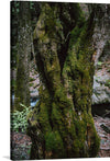 The focal point is a tree, its gnarled and twisted trunk adorned with vibrant green moss, telling tales of years gone by. 