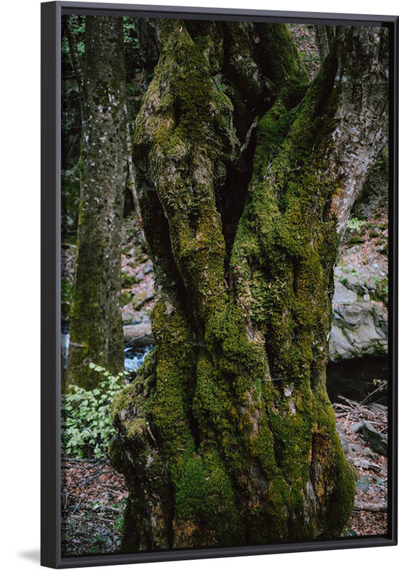 "Green Moss on Tree Trunk", Snejina Nlkolova