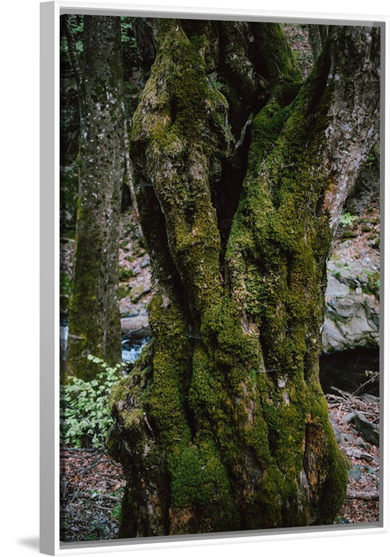 "Green Moss on Tree Trunk", Snejina Nlkolova