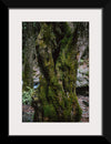 "Green Moss on Tree Trunk", Snejina Nlkolova