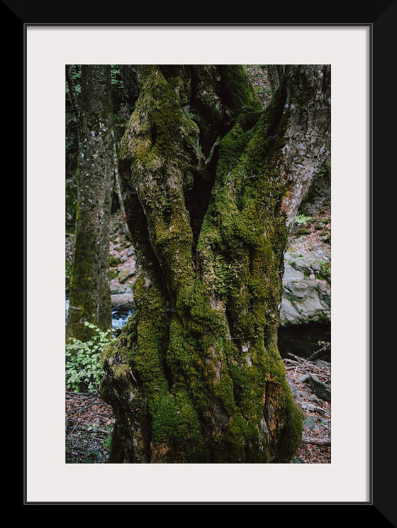 "Green Moss on Tree Trunk", Snejina Nlkolova