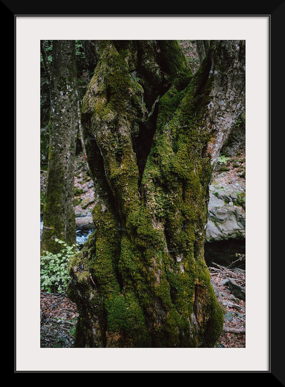 "Green Moss on Tree Trunk", Snejina Nlkolova