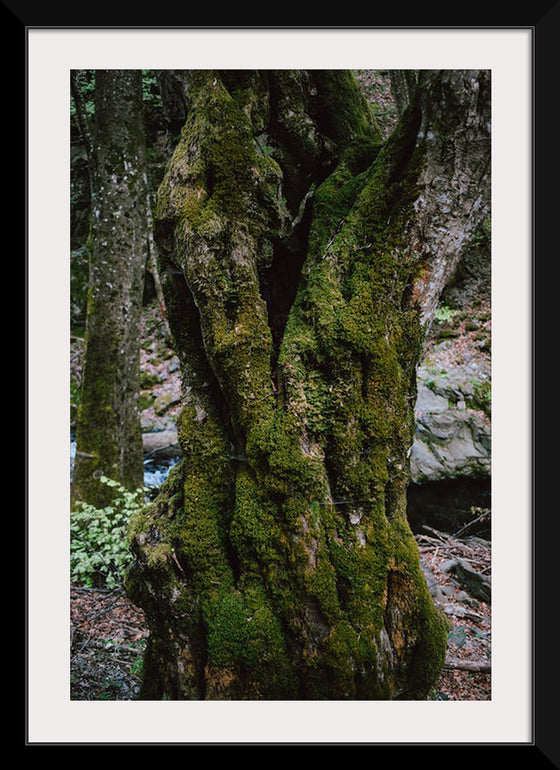 "Green Moss on Tree Trunk", Snejina Nlkolova