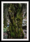 "Green Moss on Tree Trunk", Snejina Nlkolova