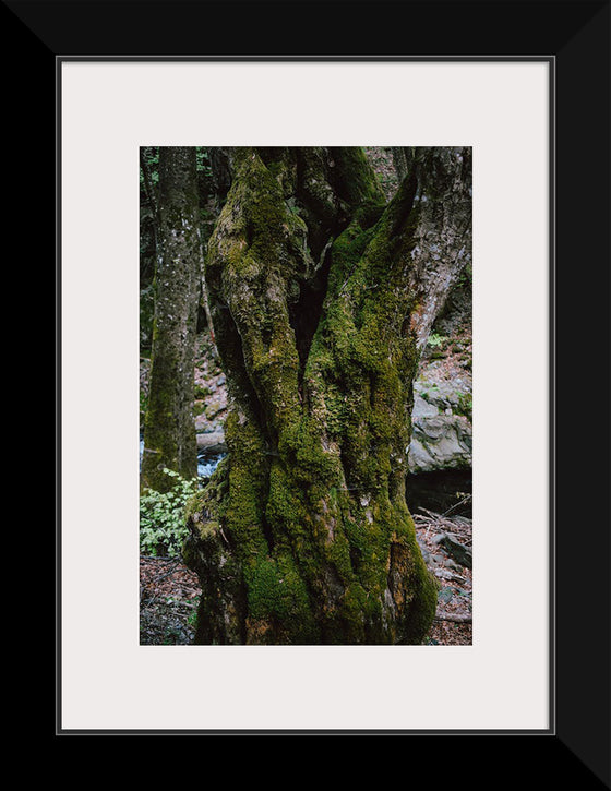 "Green Moss on Tree Trunk", Snejina Nlkolova