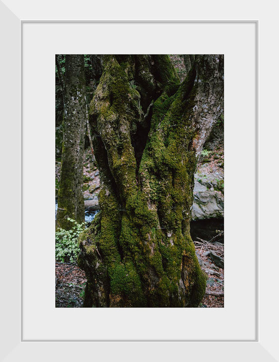 "Green Moss on Tree Trunk", Snejina Nlkolova