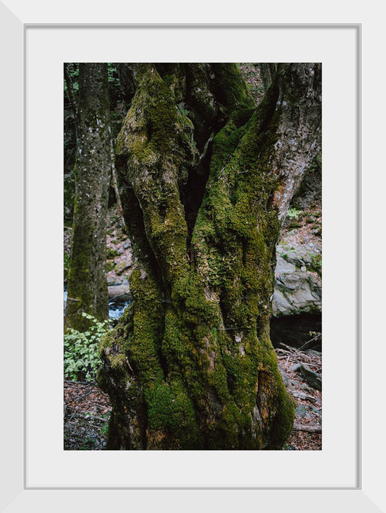 "Green Moss on Tree Trunk", Snejina Nlkolova