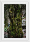 "Green Moss on Tree Trunk", Snejina Nlkolova