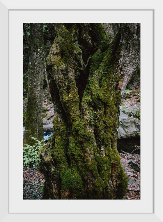 "Green Moss on Tree Trunk", Snejina Nlkolova