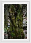 "Green Moss on Tree Trunk", Snejina Nlkolova