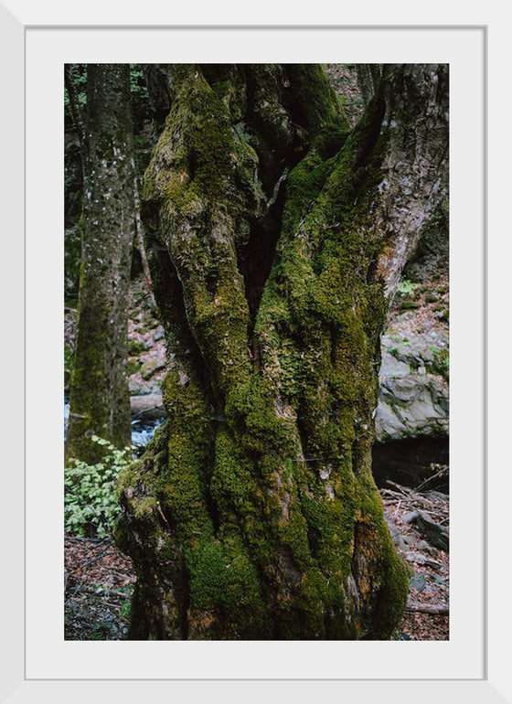 "Green Moss on Tree Trunk", Snejina Nlkolova