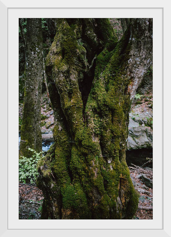 "Green Moss on Tree Trunk", Snejina Nlkolova