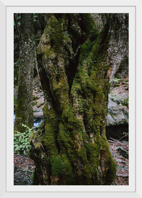 "Green Moss on Tree Trunk", Snejina Nlkolova