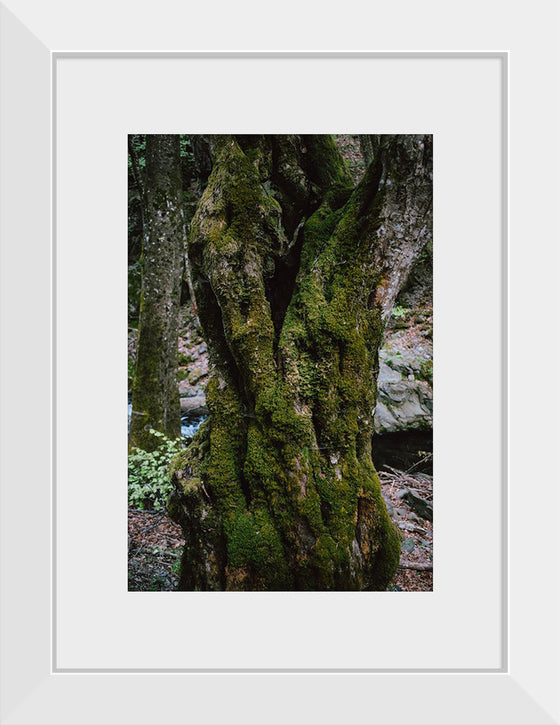 "Green Moss on Tree Trunk", Snejina Nlkolova