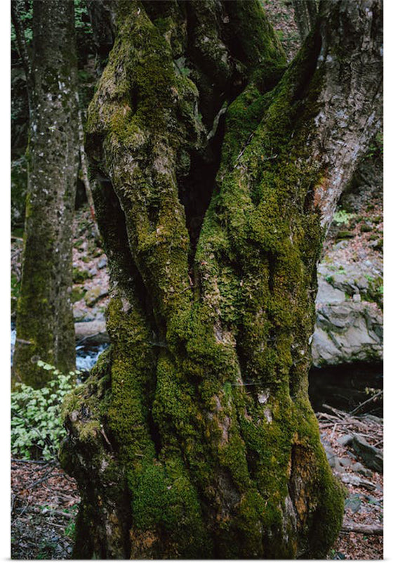 "Green Moss on Tree Trunk", Snejina Nlkolova