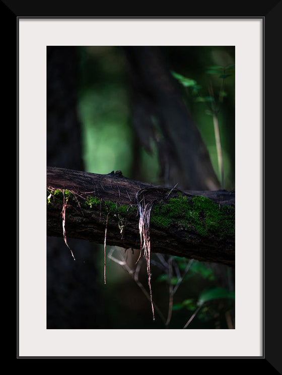 "Close Up Shot of a Mossy Tree", Chris F