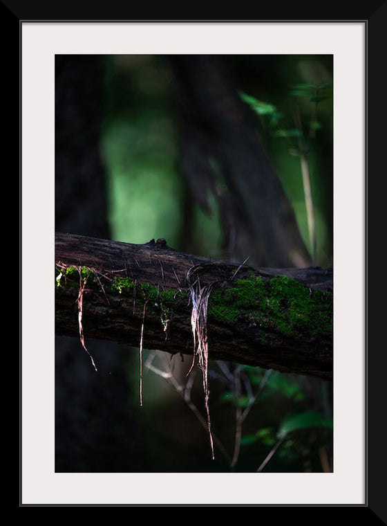 "Close Up Shot of a Mossy Tree", Chris F