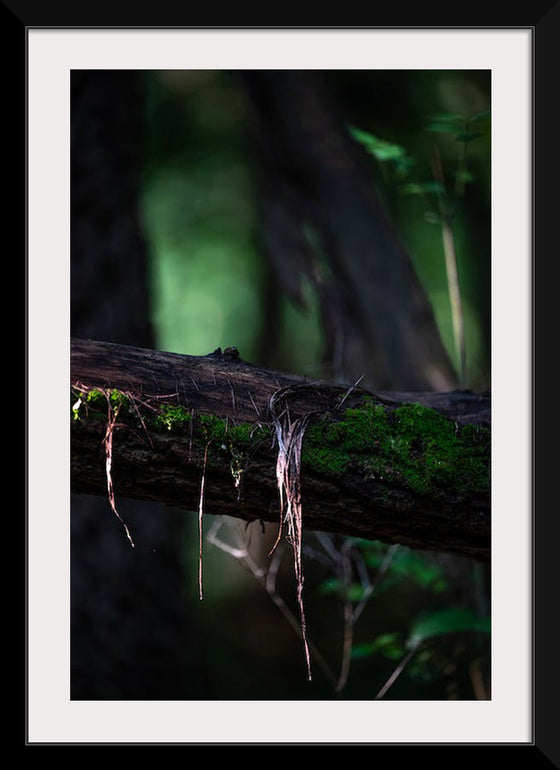 "Close Up Shot of a Mossy Tree", Chris F