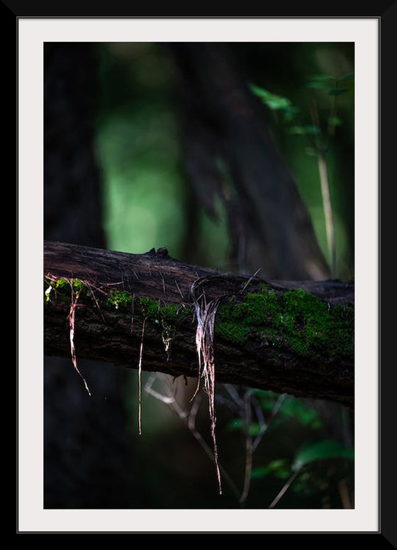 "Close Up Shot of a Mossy Tree", Chris F