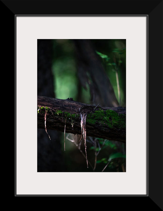 "Close Up Shot of a Mossy Tree", Chris F