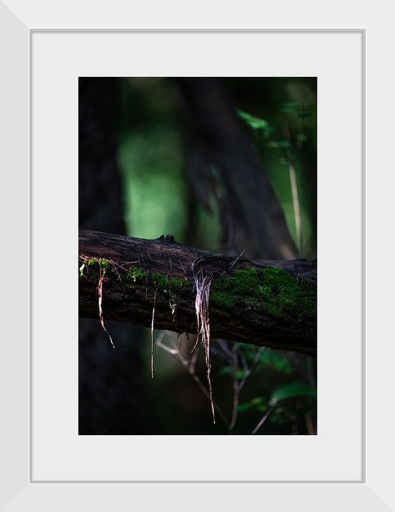 "Close Up Shot of a Mossy Tree", Chris F