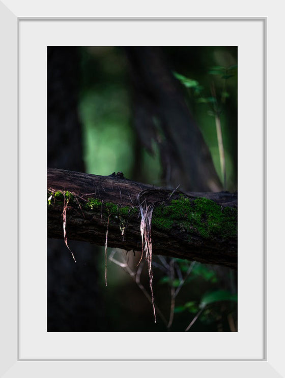 "Close Up Shot of a Mossy Tree", Chris F