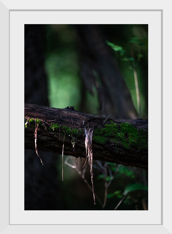 "Close Up Shot of a Mossy Tree", Chris F