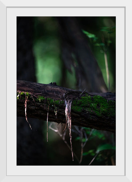 "Close Up Shot of a Mossy Tree", Chris F