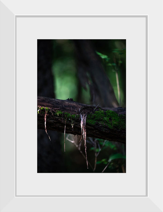 "Close Up Shot of a Mossy Tree", Chris F