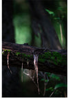 "Close Up Shot of a Mossy Tree", Chris F