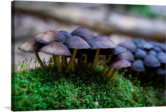 This delightful close-up photograph of mushrooms growing on a mossy log captures the beauty and mystery of these fascinating fungi. The mushrooms are shown in bunches, are all around the same size, and are of a dark brownish-black color. The mossy log provides a lush and inviting backdrop for the mushrooms, and the soft light creates a sense of warmth and serenity.