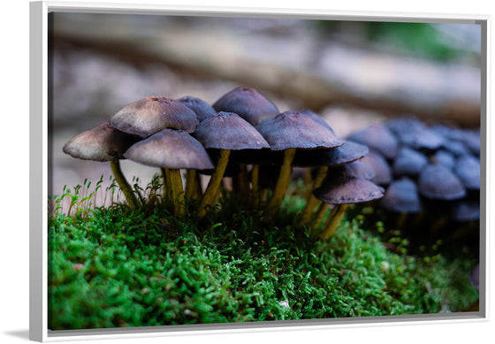 "Close Up Shot of Mushrooms", Tatianna