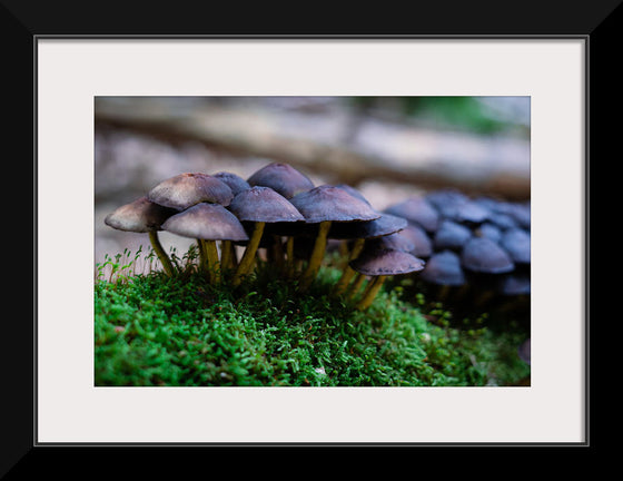 "Close Up Shot of Mushrooms", Tatianna