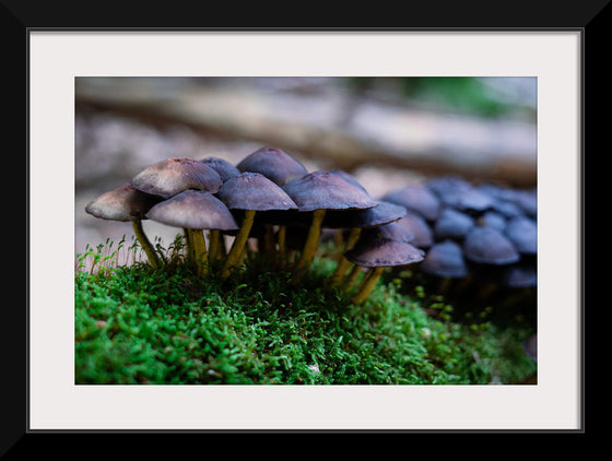 "Close Up Shot of Mushrooms", Tatianna