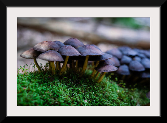 "Close Up Shot of Mushrooms", Tatianna