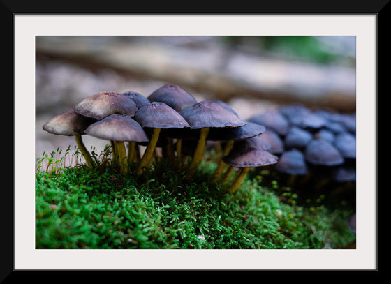 "Close Up Shot of Mushrooms", Tatianna