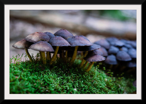 "Close Up Shot of Mushrooms", Tatianna