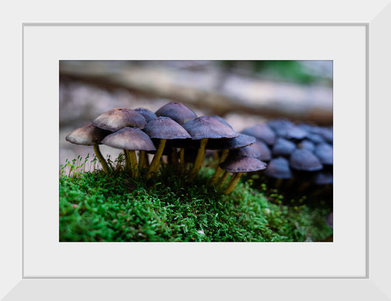 "Close Up Shot of Mushrooms", Tatianna