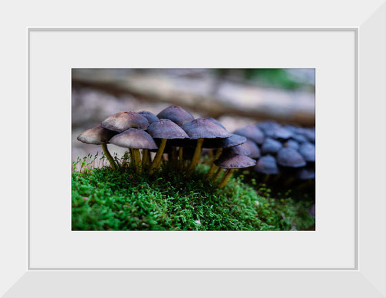 "Close Up Shot of Mushrooms", Tatianna