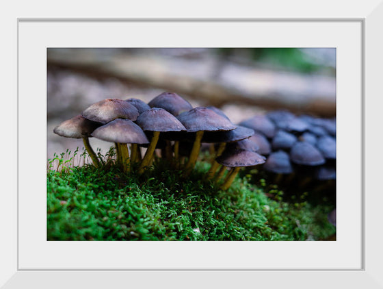 "Close Up Shot of Mushrooms", Tatianna